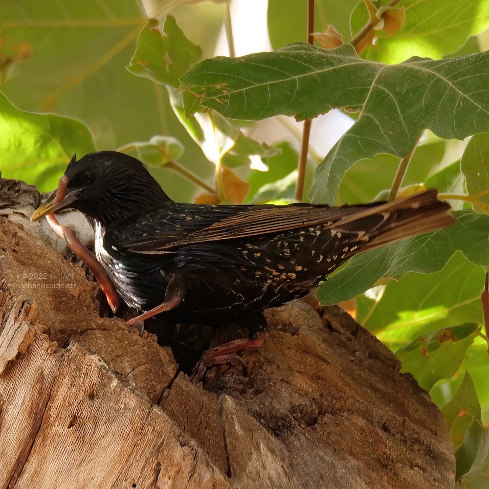 european starling_3.jpg