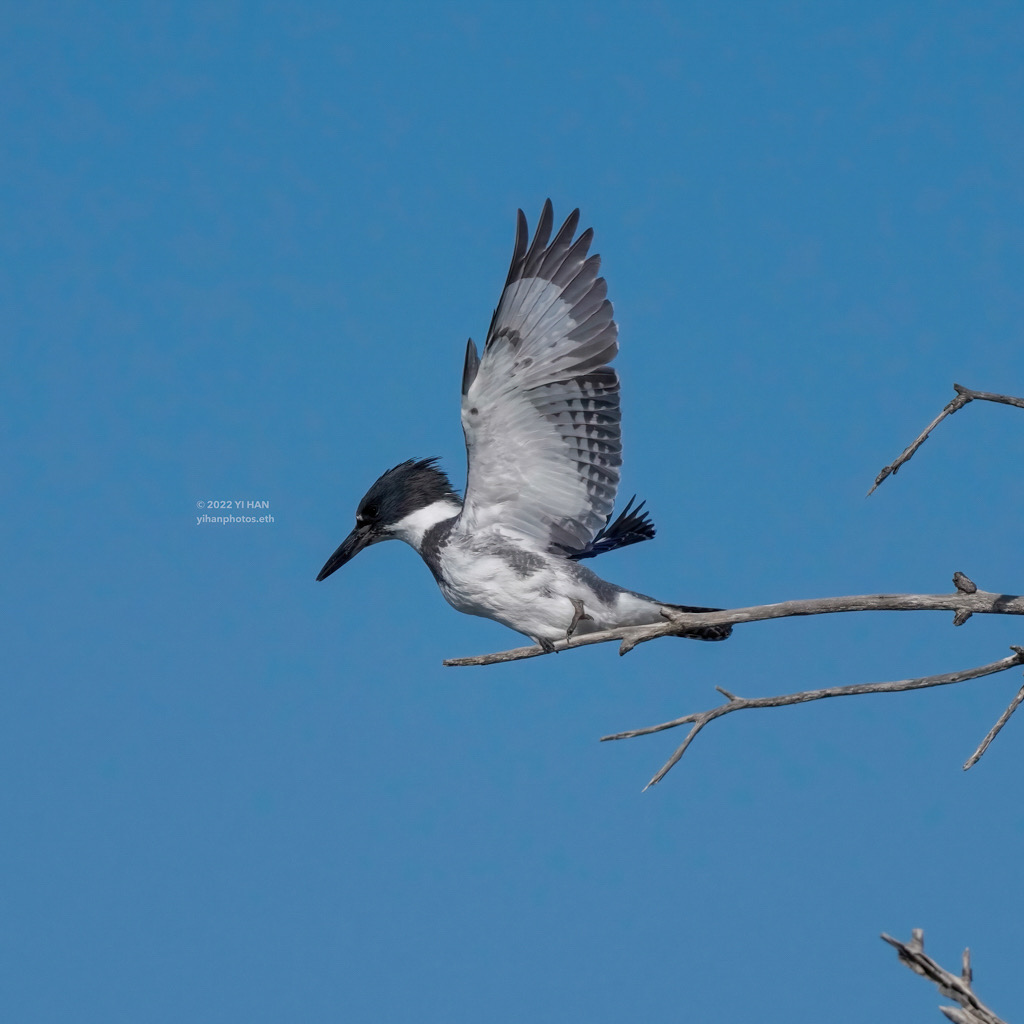 belted_kingfisher_4
