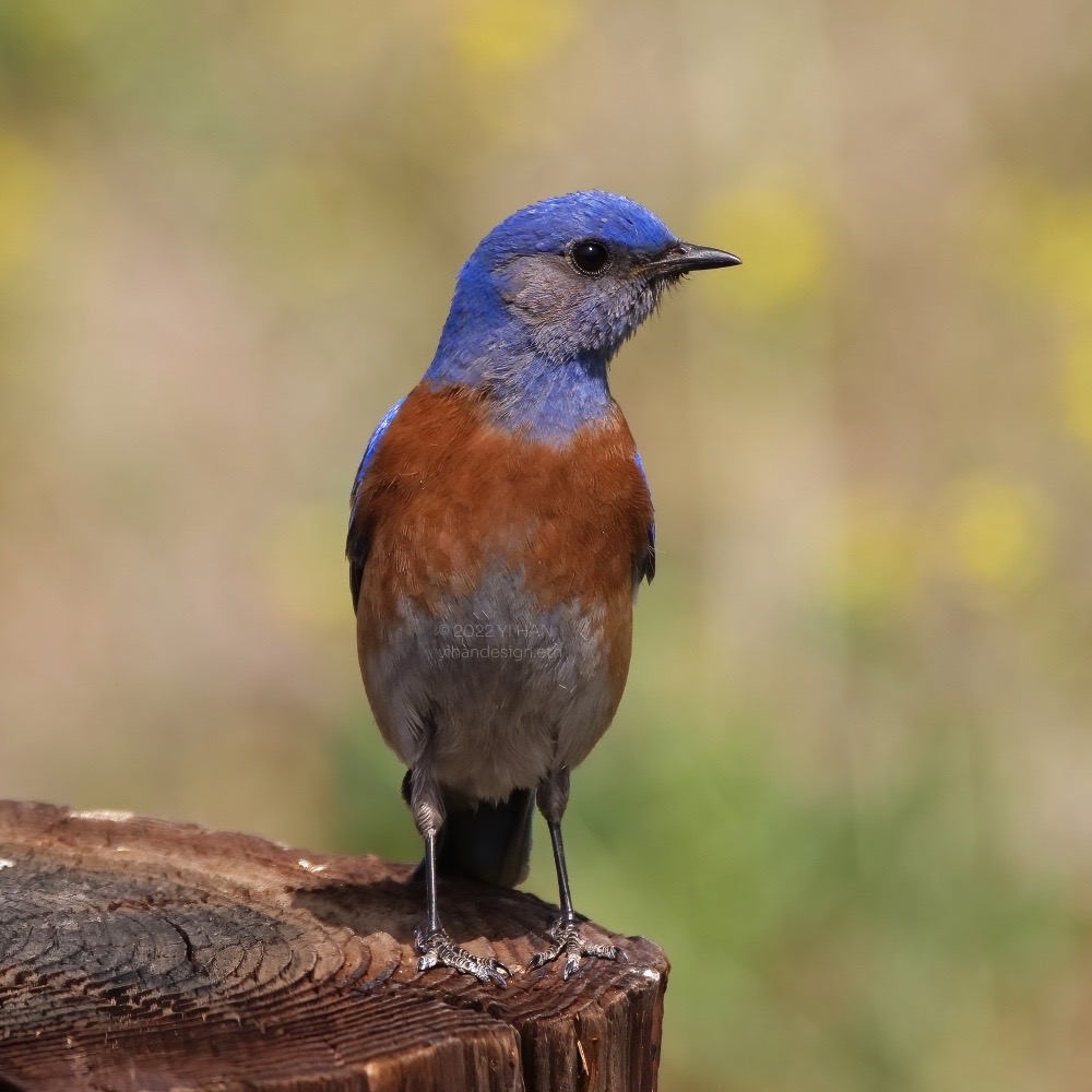 western bluebird_2.jpg