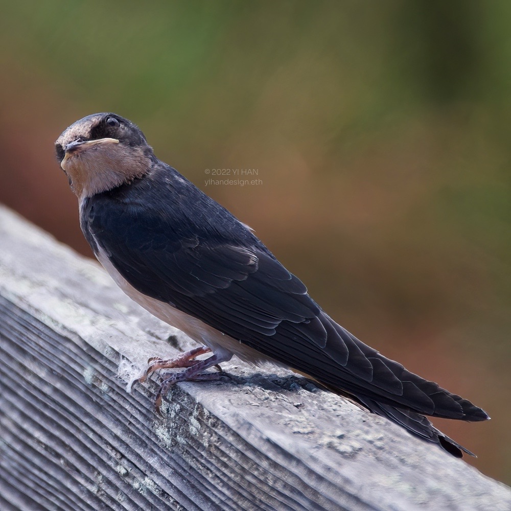 barn swallow_1.jpg