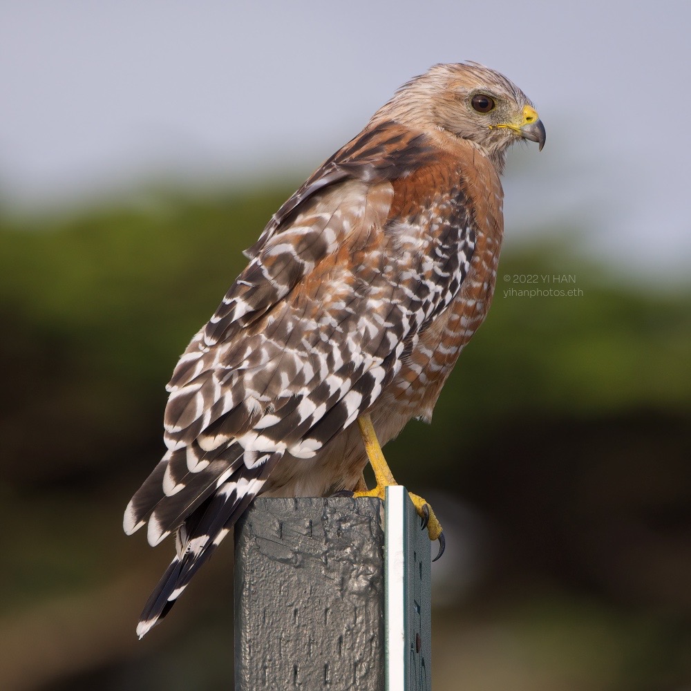 Red-shouldered Hawk.jpg