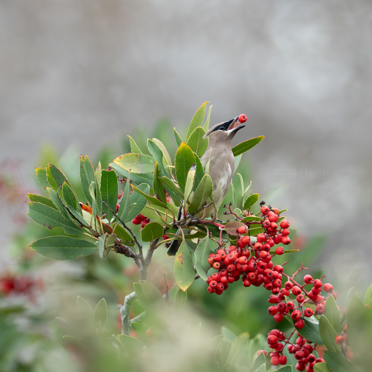 christmas_2