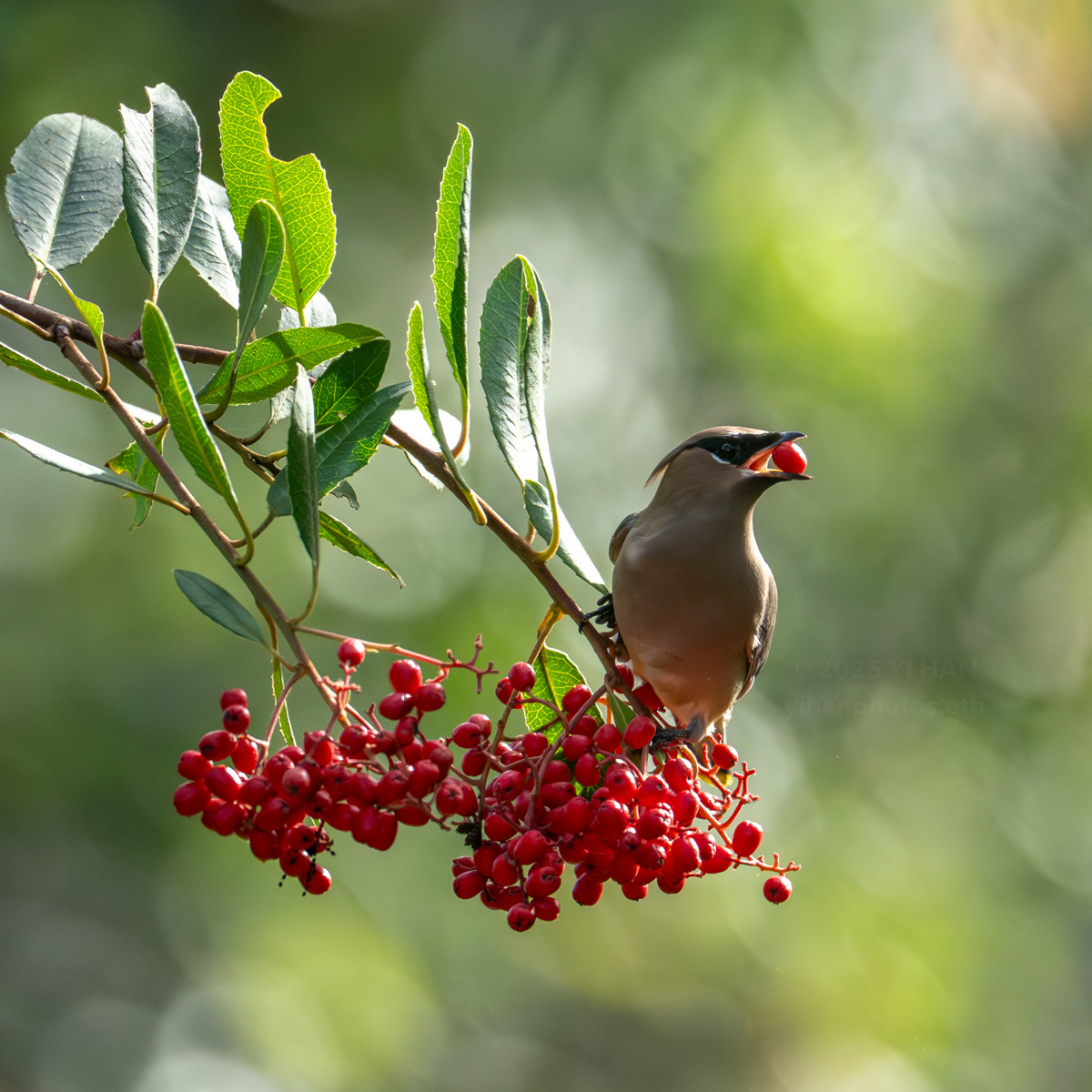 christmas_6