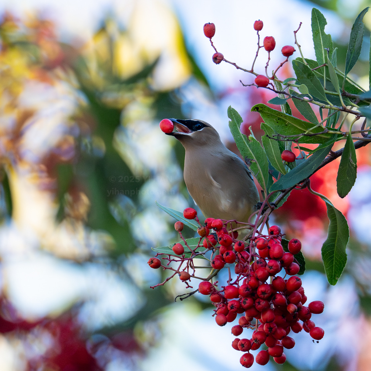 christmas_9