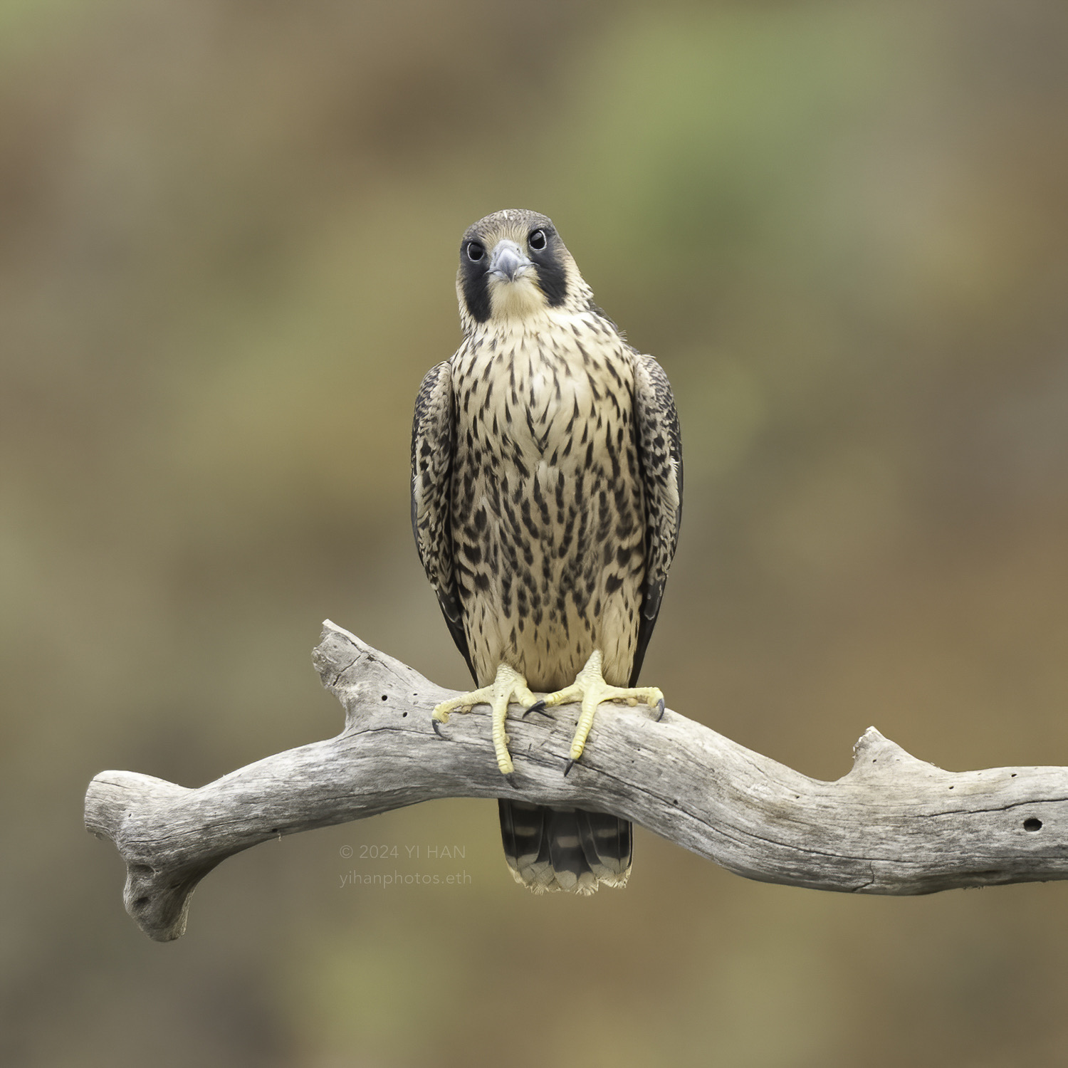 peregrine-falcon-2024-3