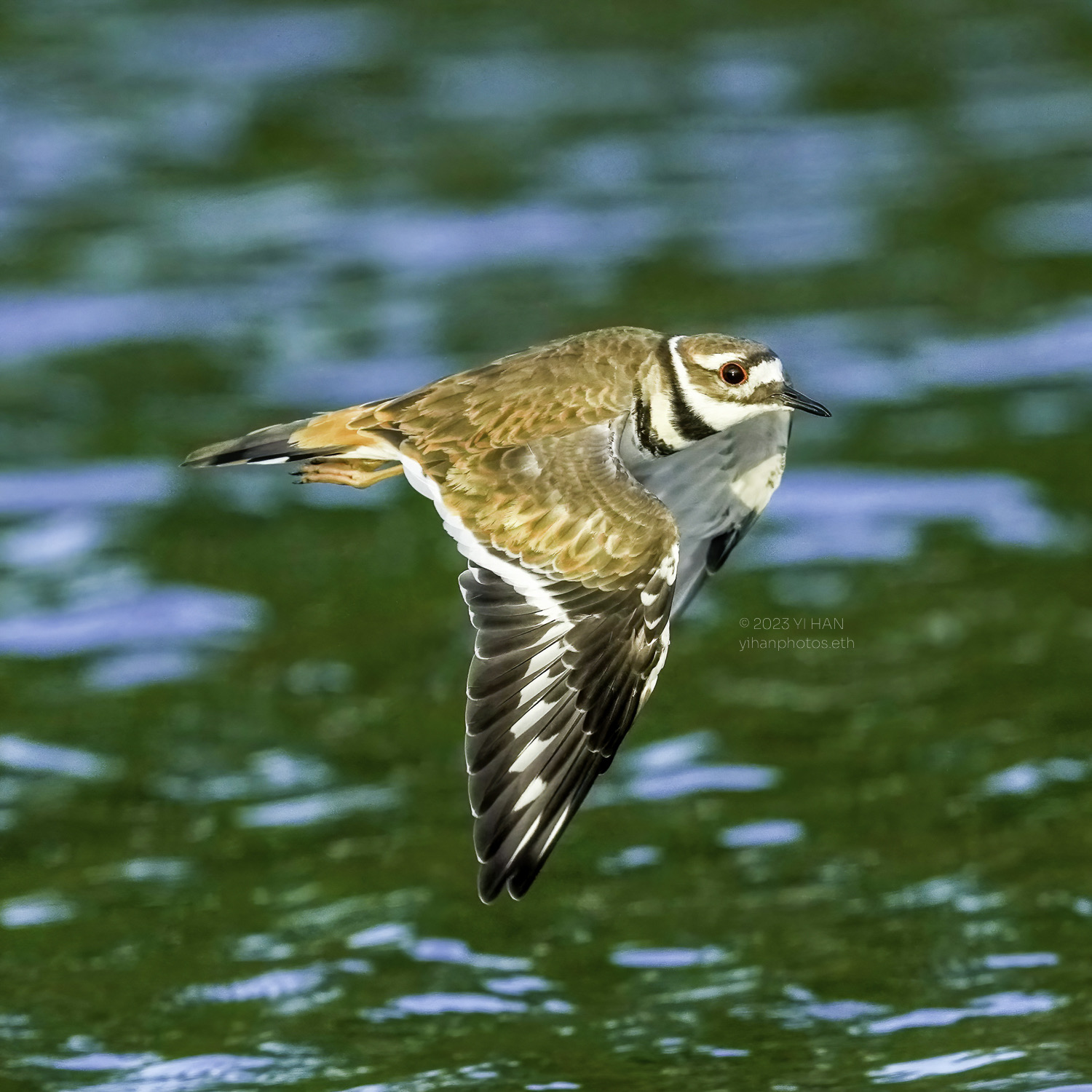 killdeer_6